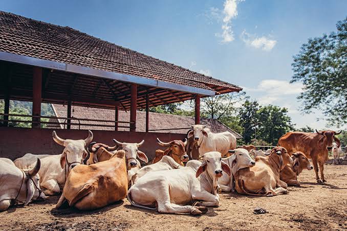 Cows resting together at the Govardhan Ecovillage goshala